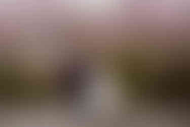 Bride and groom walking under cherry blossoms at the Brazilian Room in Berkeley, CA