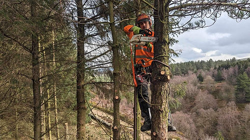 Tree Surgeon Huddersfield.jpeg