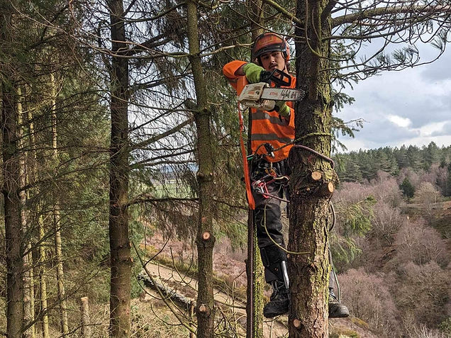Huddersfield Tree Surgeon
