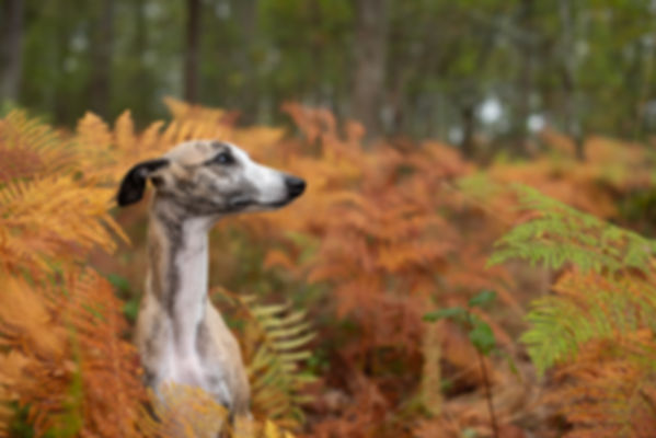 Mazet Elisabeth - photographe - animaliers