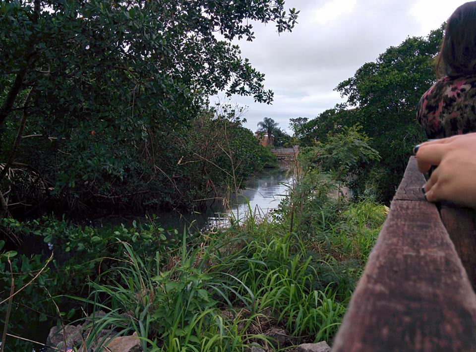 mangue2.jpg