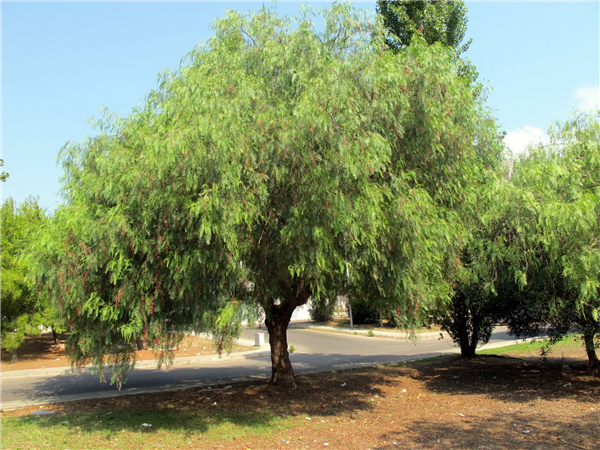 aroeira salsa