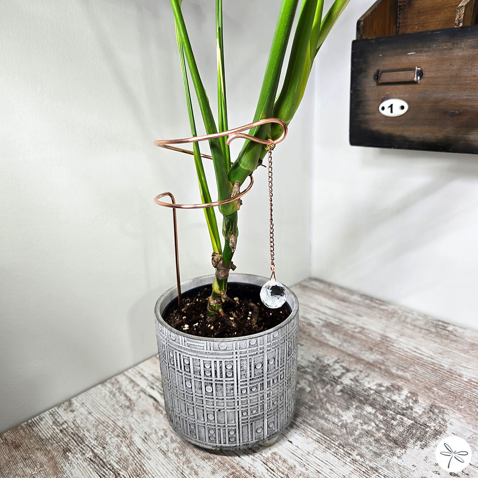 Thumbnail: Crystal Wide Curl Plant Support Stake