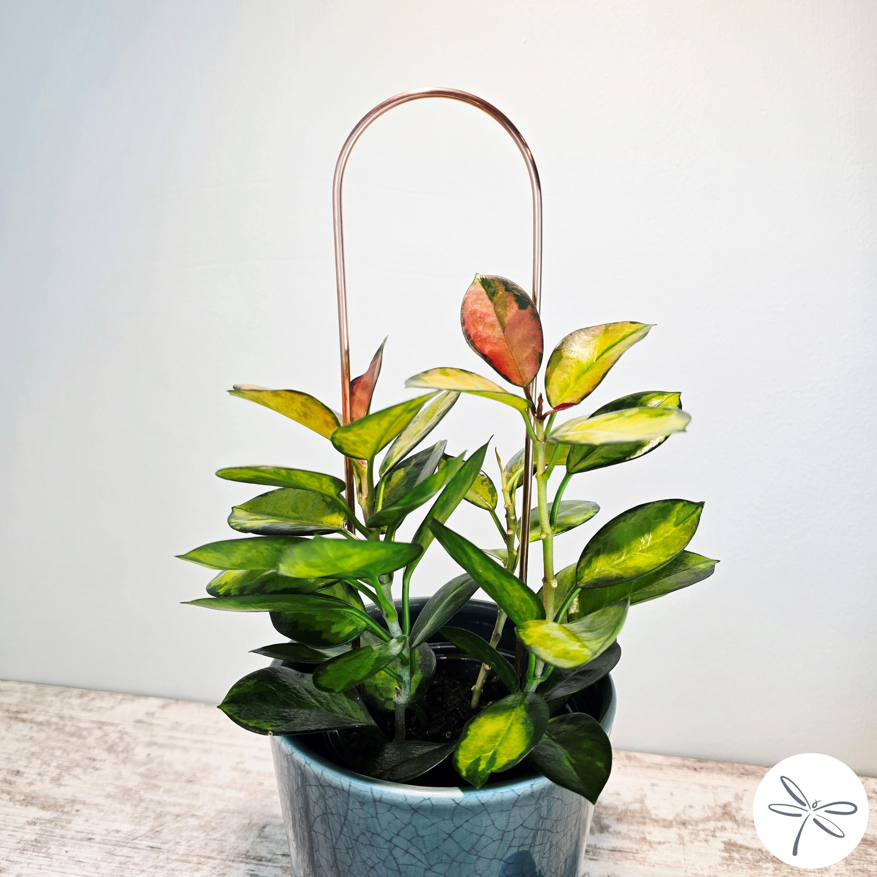 Mini Arch Plant Trellis