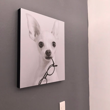 interior tienda de mascotas 