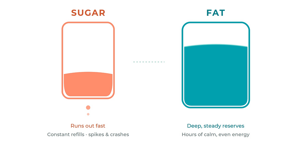 sugar burner vs fat burner comparison