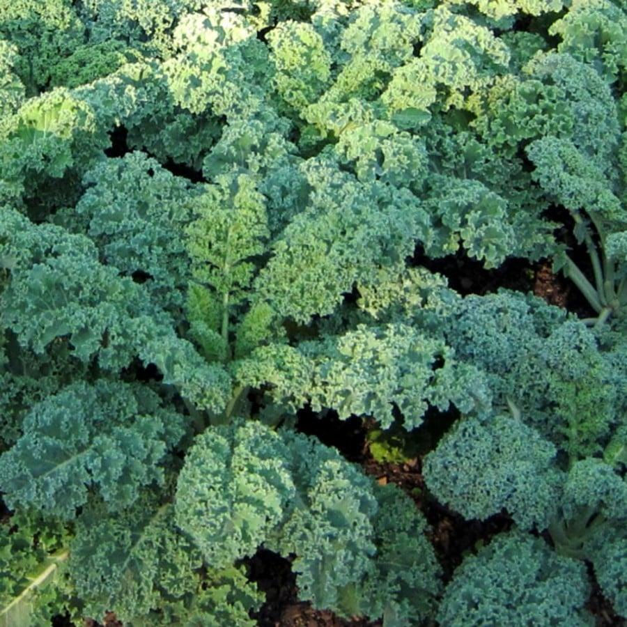 Blue Scotch Curled Kale