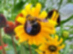 August Garden Advisory Meeting