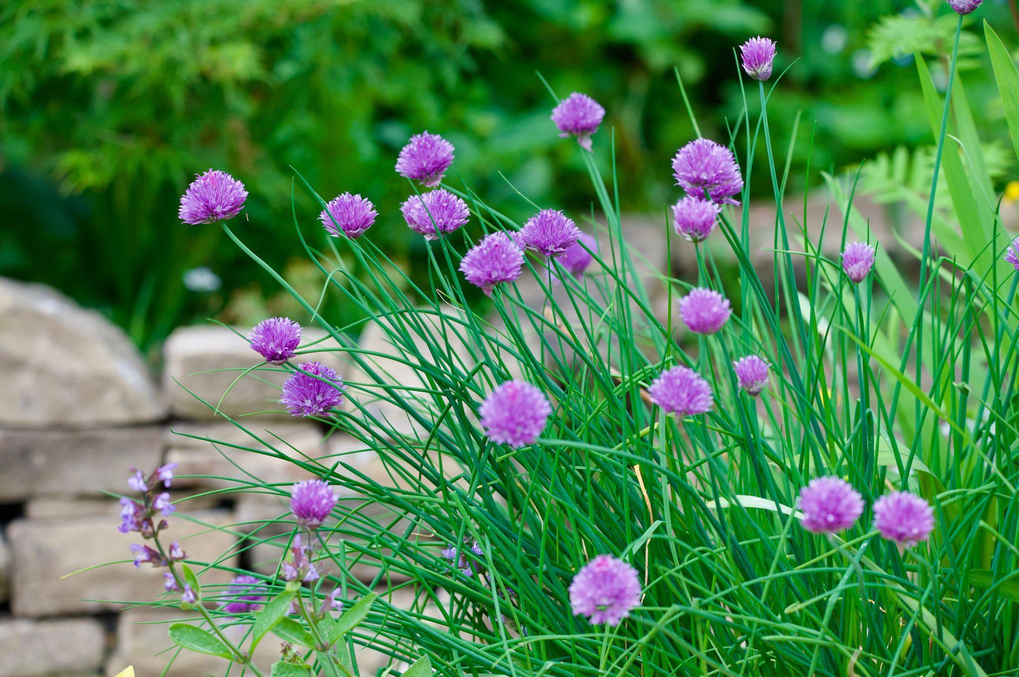 Chives