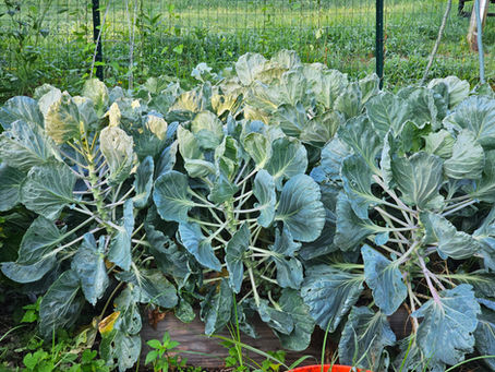 Welcome to a New Gardening Season