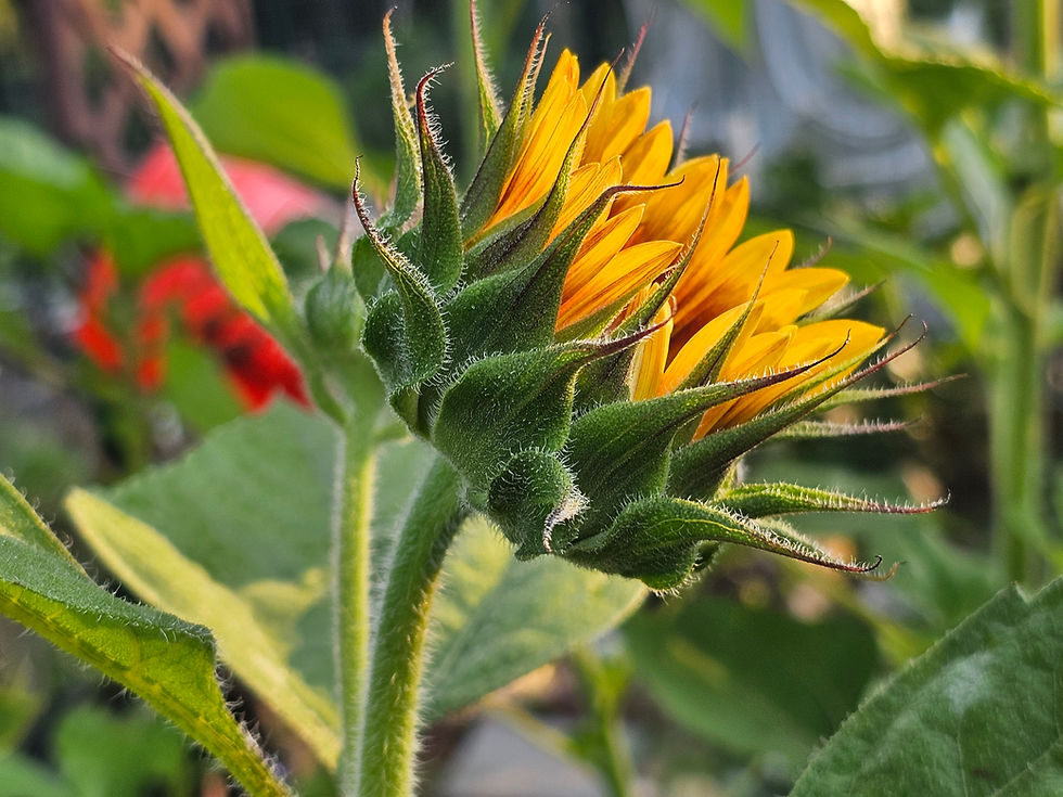 September Garden Monitoring  