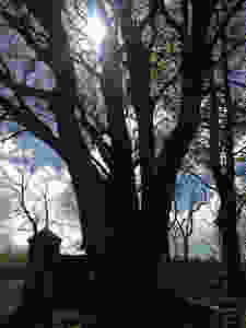 sunlight through tree