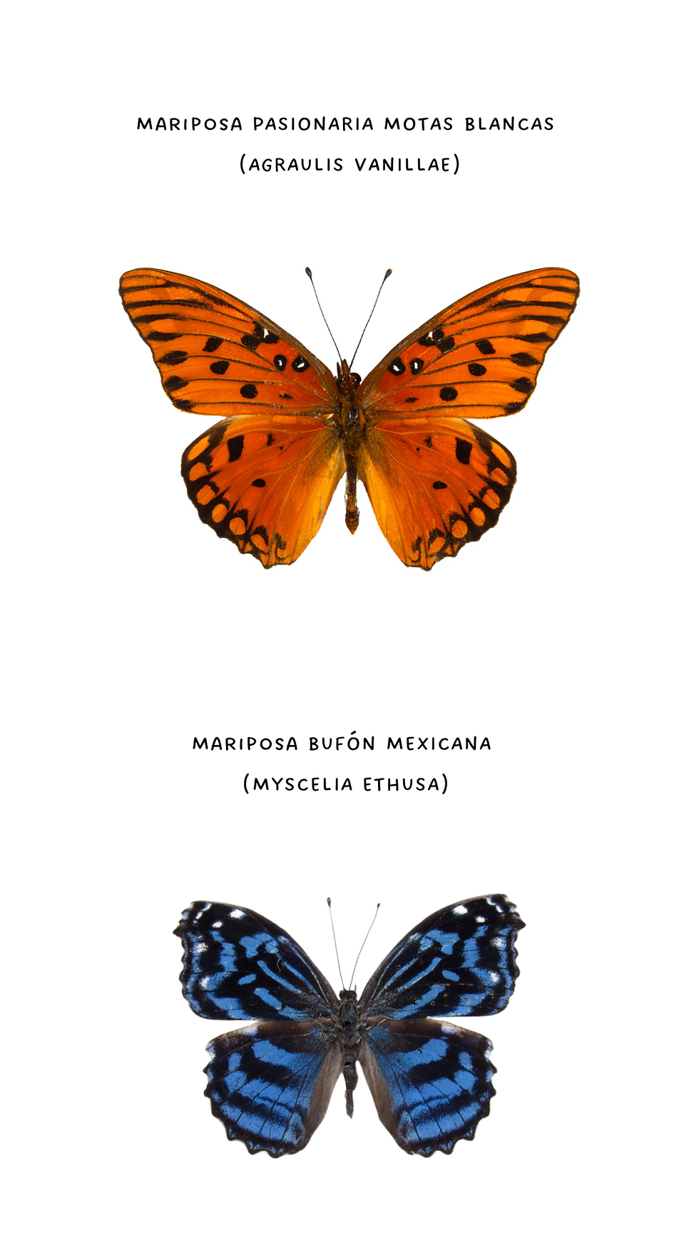 Thumbnail: decoración Eclipse Lepidóptera encapsulado en resina