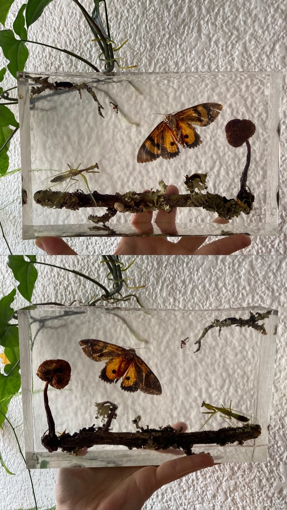 Miniatura: decoración luminaria "Reino Líquen" encapsulado en resina