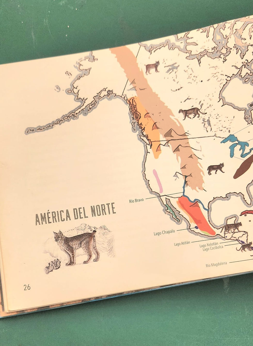 Miniatura: LIBRO “FELIDAE AMERICANA”