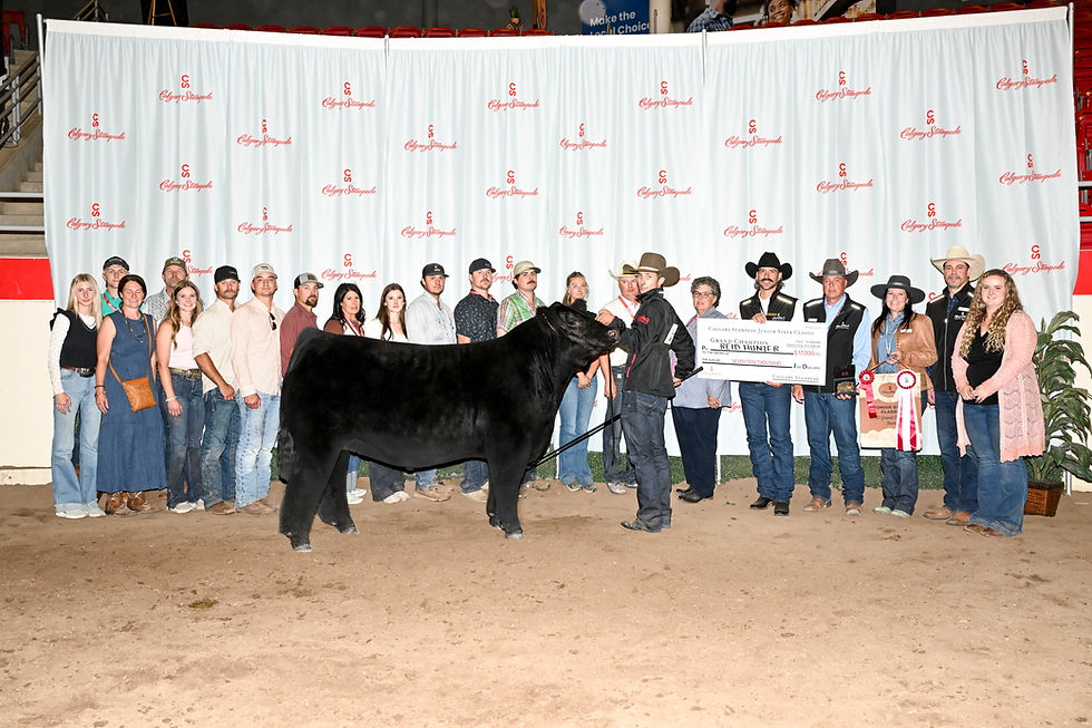 CS Steer