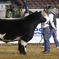 Oreo steer 1_edited.png