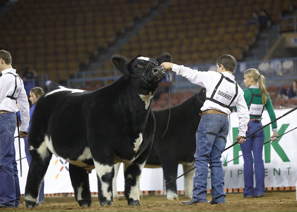 oreo steer 2