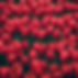red tulips.jpg