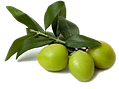 olives_PNG14300.png