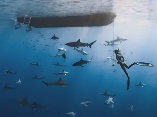 How Ecotourism Helps Sharks and Why Swimming with Them Matters