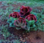 Life and Death