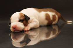 13494773_1027785623924176_8858452337829737248_n