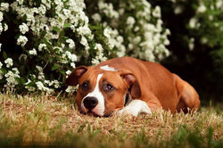 мечтающая Тита