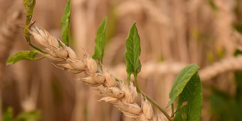 Weeds growing among the wheat