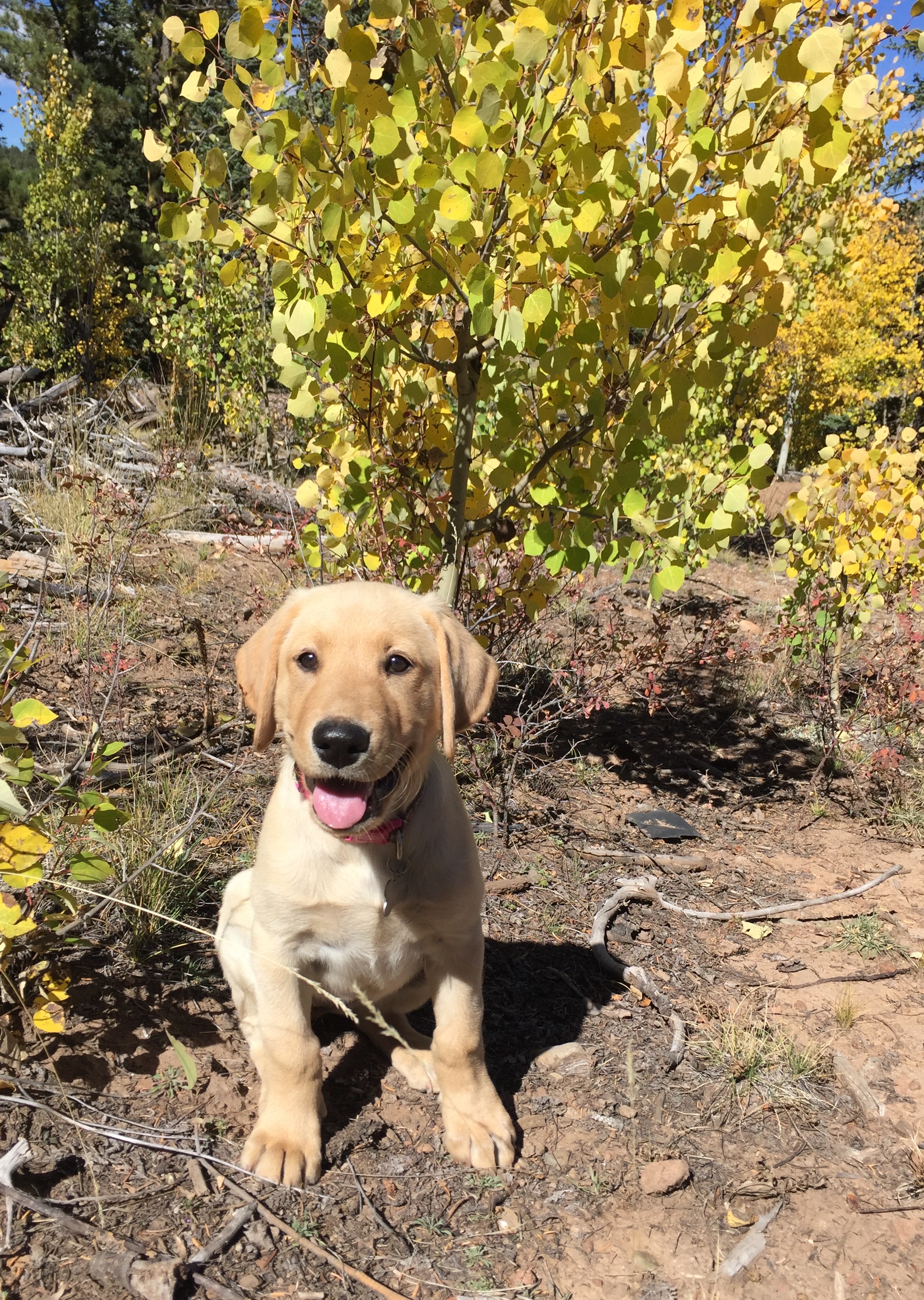 Labrador breeder | Green Mountain Labradors | Colorado