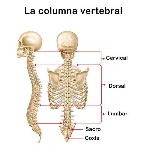 las_partes_de_la_columna_vertebral_3873_