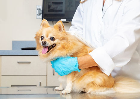 Veterinarian_Reading_Microchip_on_Dog copy.jpg