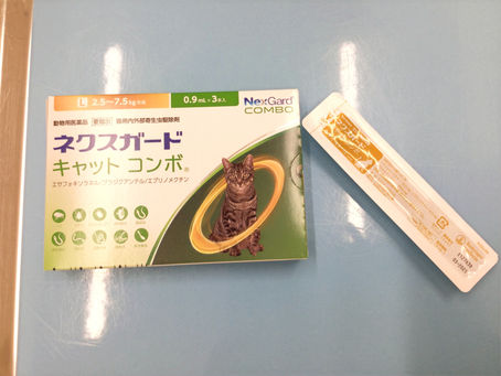 🐈変わりました🐈