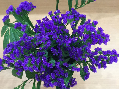 ✨スターチス✨