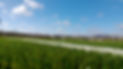 Copy of turf close up.jpg