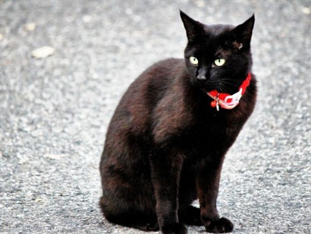 ヤマト運輸の業務委託ドライバーの単価・給与・実態・働き方