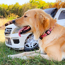 Curlytaildoodles.com