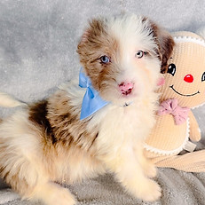 curlytaildooldes.com