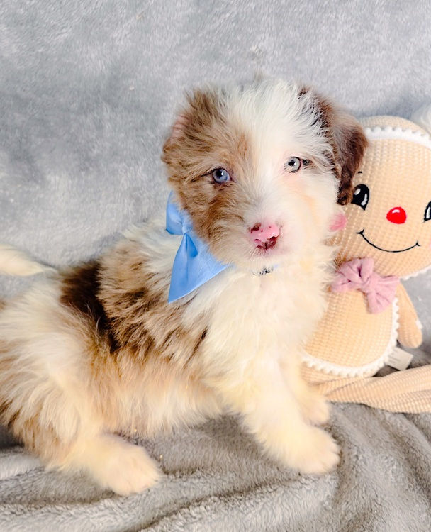 curlytaildooldes.com