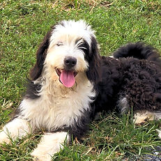 curlytaildoodles.com