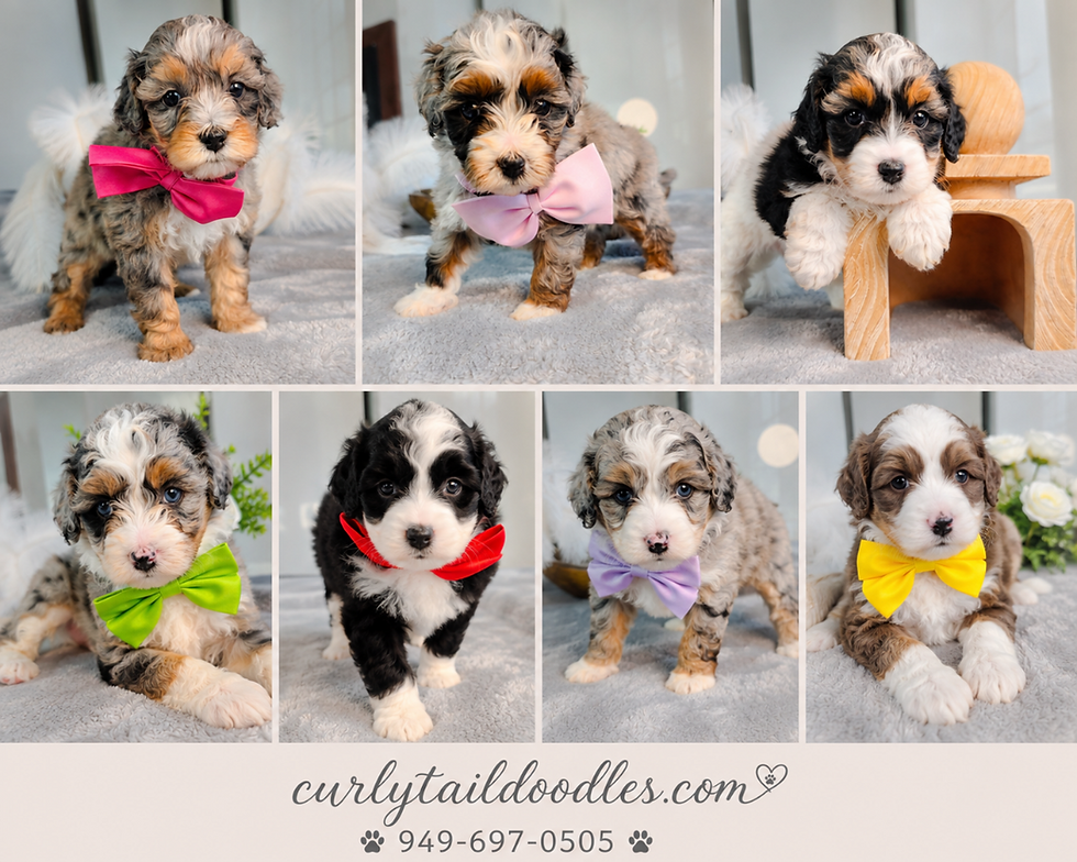 Specialize in Bernedoodles in Virginia