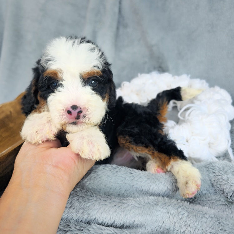 Curlytaildoodles.com