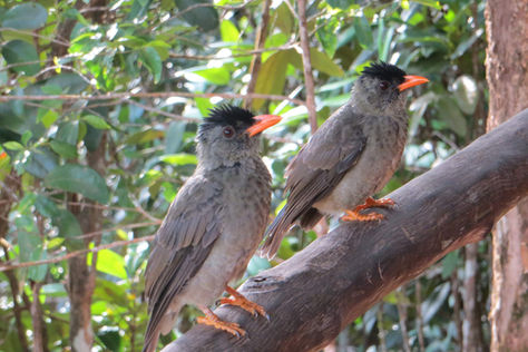 Flora e fauna delle Seychelles: le meraviglie che incontrerai lungo i sentieri