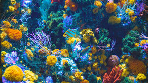 Gili Eco Trust: chi salva le barriere coralline delle Gili Islands (e come potete farne parte)