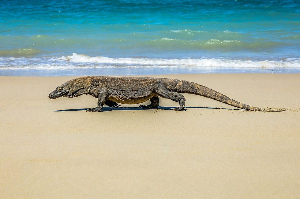 Drago di komodo sulla spiaggia