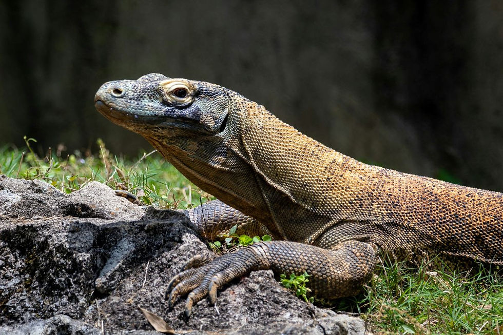 Drago di komodo su una roccia