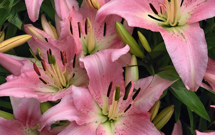 AI Generated Pink Lilies 