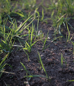 fresh-green-plants