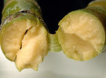 Benefits of SugarCane Bagasse