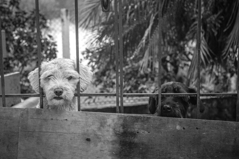 Shakira & Stink